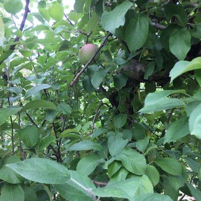 Picking apples