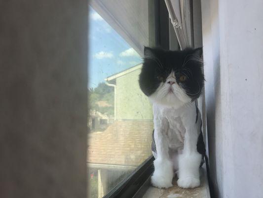 An example of my cat's groom and you can see how his whiskers are noticeably shorter