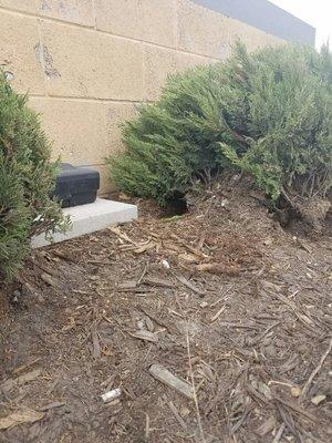 Exterior bait station tucked away in the brush near the entrance of a Norway Rat colony.