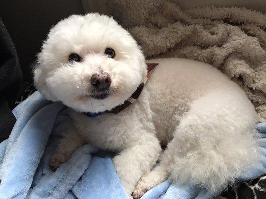 More photos of happiness after being groomed at Lanai!