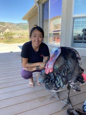 When we first got Kevin. He can't run or jump so we have to lift him up. Kevin is a big turkey ! Almost 50 lb.