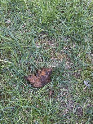 dog poop contains 23M bacteria, dangerous to animal & human health. Parvovirus, coronavirus E. Coli whipworms Coccidia hookworms