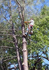 High Sierra Tree Service