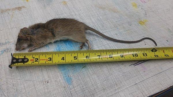 Rat trapped in the Interior of a home.