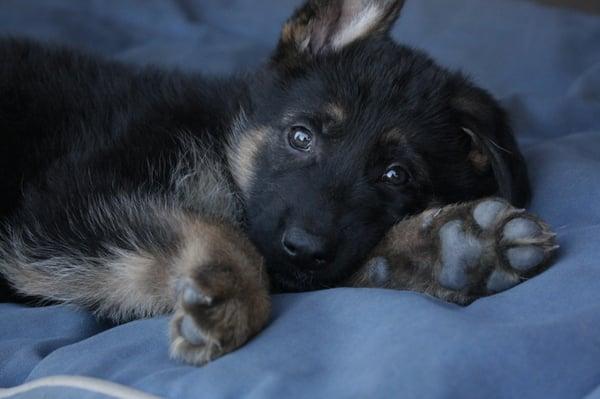 VF GSD PUP, KIRA