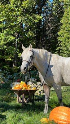 Pumpkin harvest