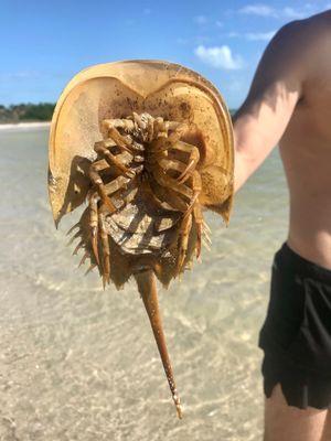 Large horseshoe crab