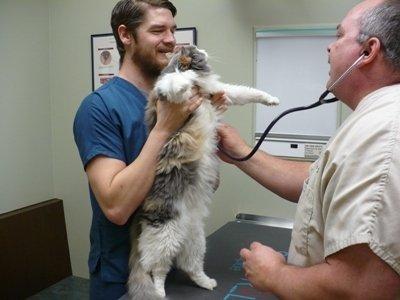 Examining Kitty and listening to his heart