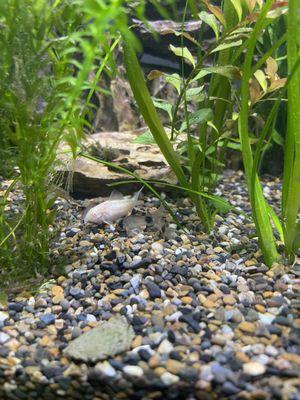 Jumbo albino Cory and panda Cory