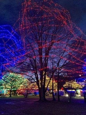 Rose Tree Park -- Festival of Lights 2022