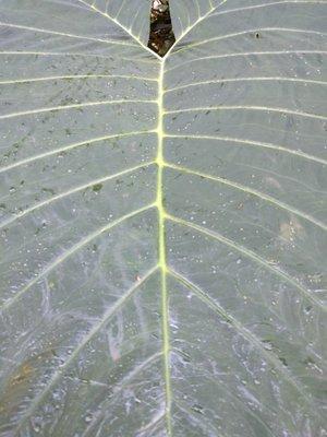 Ape ( ah-pei ) from the medicinal garden at Ho' omana massage school where I studied Lomi Lomi