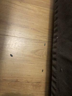 Bugs all over floor