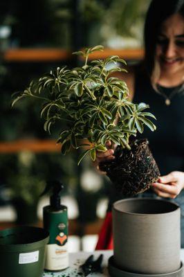 Does your plant need a repot? We've got you!