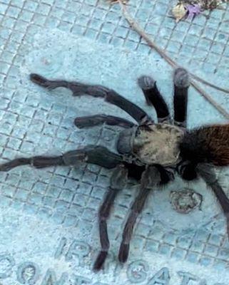 Tarantula spider