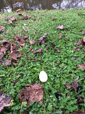 eggs found in the park near the lake, wonderful life