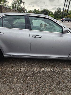 Dog abandoned in car