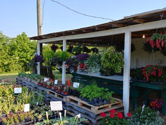 This is an overview of some of the plants and such available.  Photo taken May 14, 2018.