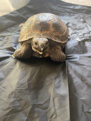 Quesadilla, the tortoise