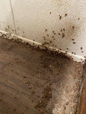 Heavy infestation of cockroaches behind the fridge. Call Nuke 'Em Pest Control we can help!