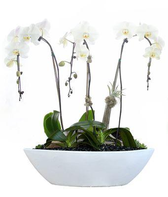 Luxury White Orchids