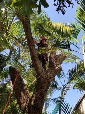 True Tree Service