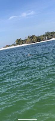 Dolphins!!!