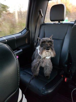 A proper Schnauzer cut from another local groomer that is professional and can properly deal with mats.