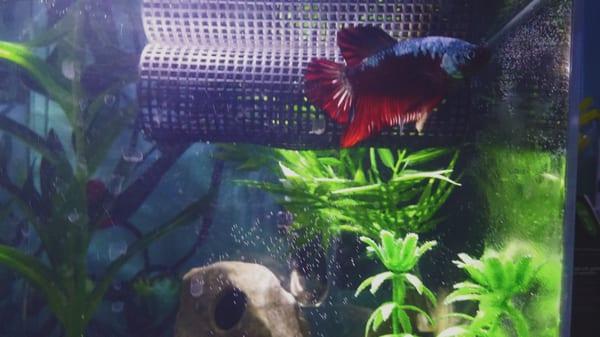 Halfmoon Plakat Betta