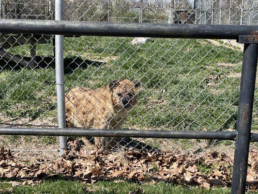 Hyena's enclosure is dirty, no enrichment, everything is rusty, weeds everywhere, etc.