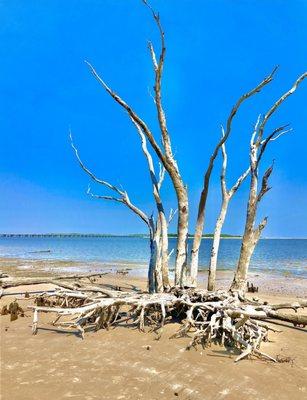 Big Talbot Island State Park  -- Boneyard Beach