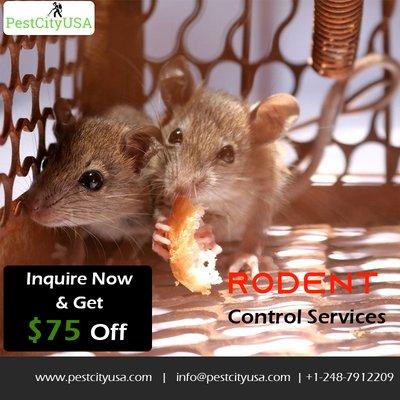 rodent control services in Detroit