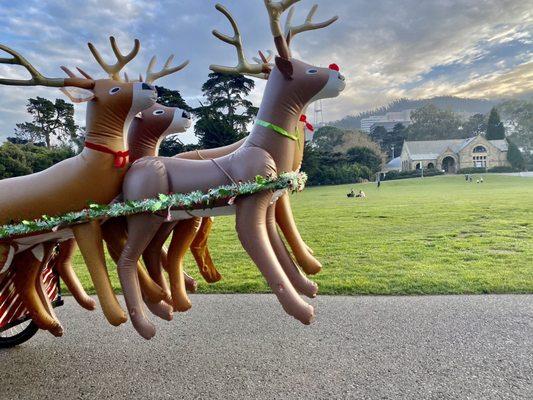 Santa's reindeer at Robin Williams Meadow