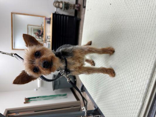 Remy loves getting Groomed at TCBL!