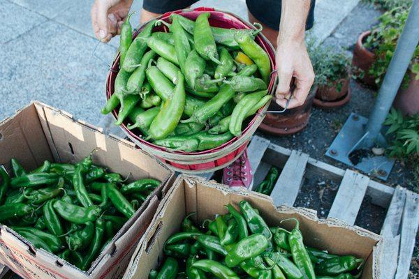 We work with farms in New Mexico to bring the best chile to the Northwest during the season (August & September).