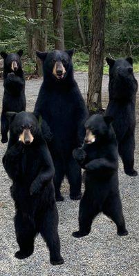 bears