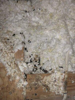 Attic with rodent droppings.