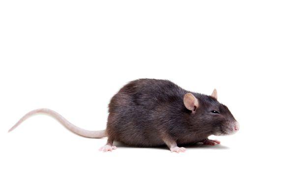 Rodents may look harmless, but they can spread disease and destroy property. Call PrestoX today for an inspection.