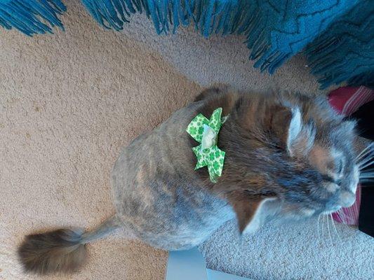 My clean kitty with her St. Patrick's Day bow.