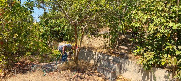 Multiple pictures from different angles - before clean-up - this is the backyard from different areas