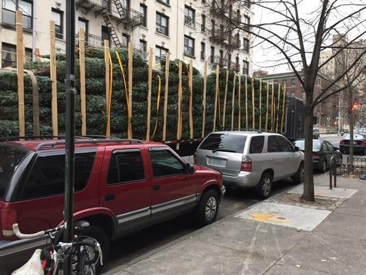 Unloading our trees at the Prospect Heights Christmas tree stand. It took 4-6 of us about 4 hours!