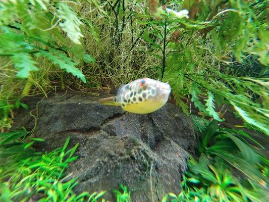 Freshwater puffer fish up close.