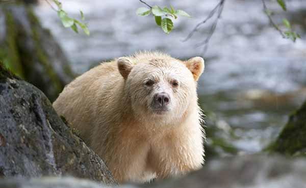 Spirit Bear