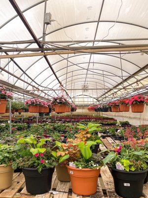 Hanging baskets