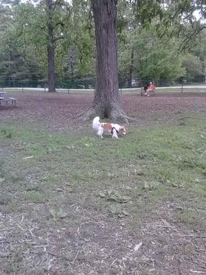 @bucky_stevens at the dawg park