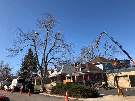 Backyard tree removal