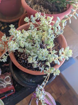 Last of the plants I repotted. All the work I did at home because I love to do it, but they might also do this for you- just ask!!