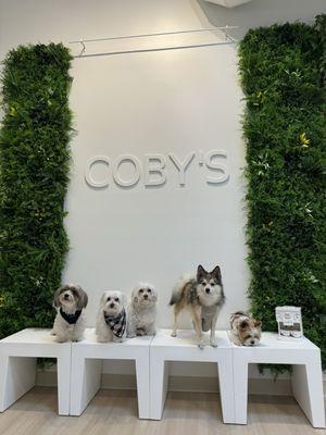 Beautiful picture wall for your pups!