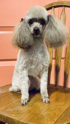 Toy Poodle Groom