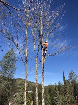 Jacob up in the Tree of Heaven