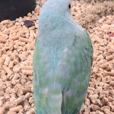 Pied turqouise indian ringneck